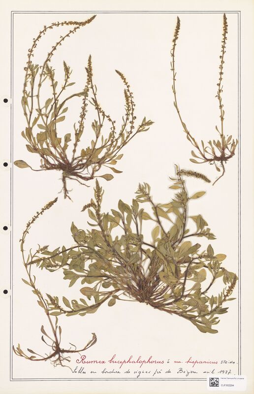 Rumex bucephalophorus  (Polygonaceae)