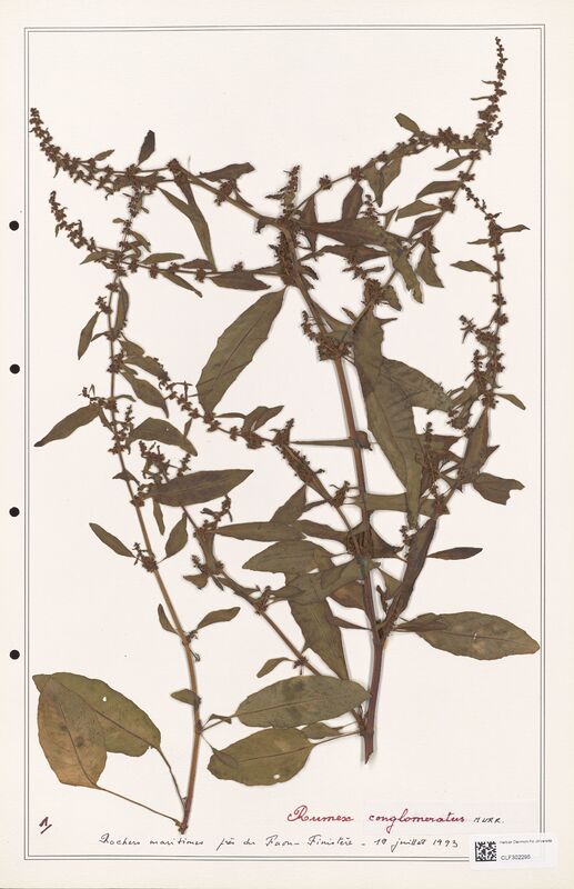 Rumex conglomeratus  (Polygonaceae)