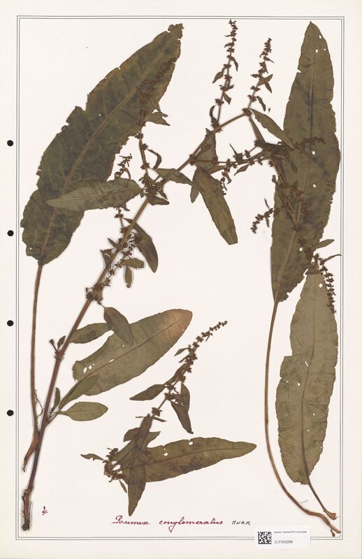 Rumex conglomeratus  (Polygonaceae)