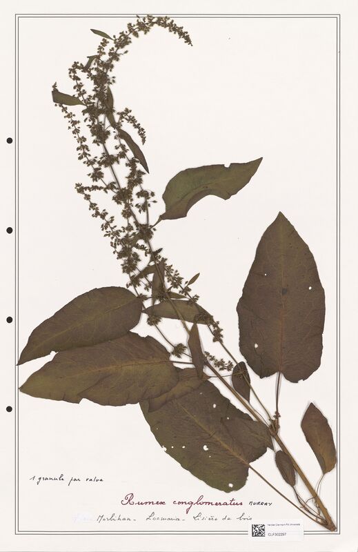 Rumex conglomeratus  (Polygonaceae)