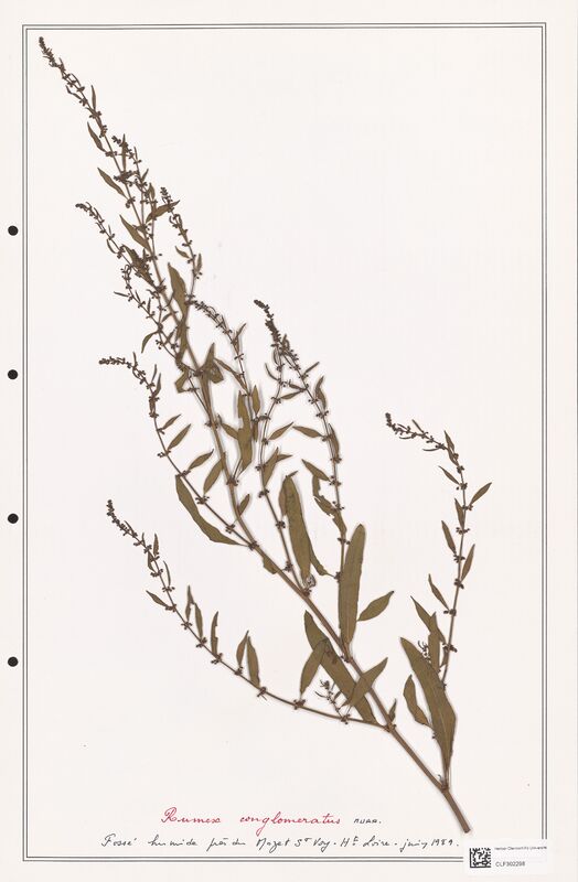 Rumex conglomeratus  (Polygonaceae)
