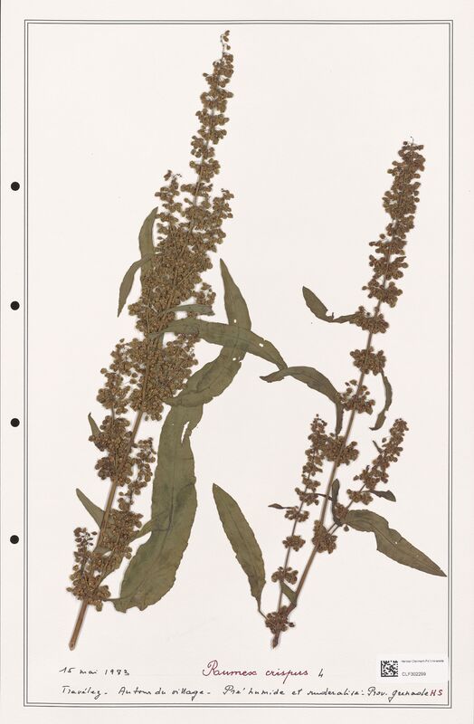 Rumex crispus  (Polygonaceae)