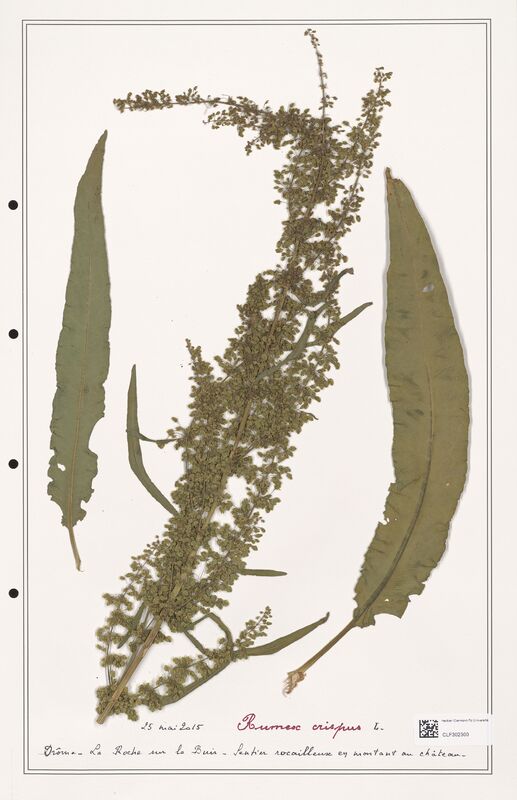 Rumex crispus  (Polygonaceae)