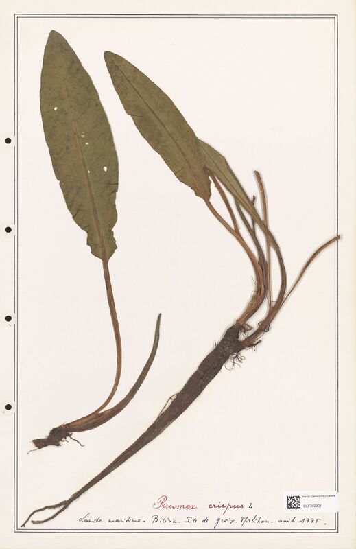 Rumex crispus  (Polygonaceae)