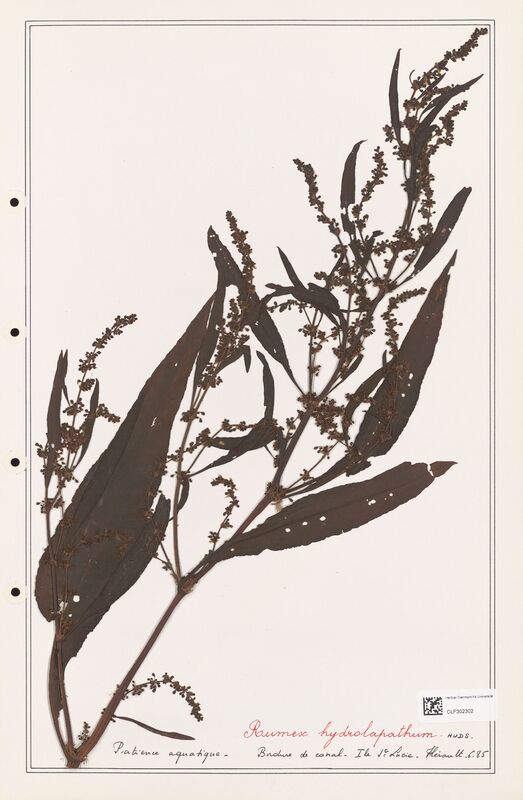 Rumex hydroapathum  (Polygonaceae)