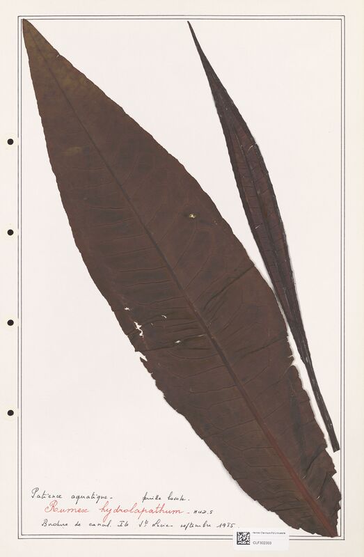 Rumex hydroapathum  (Polygonaceae)