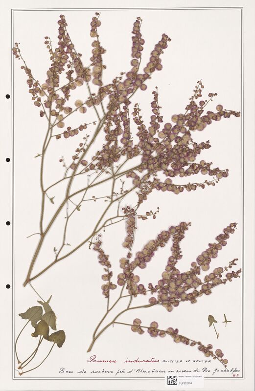Rumex induratus  (Polygonaceae)