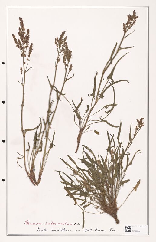 Rumex intermedius  (Polygonaceae)