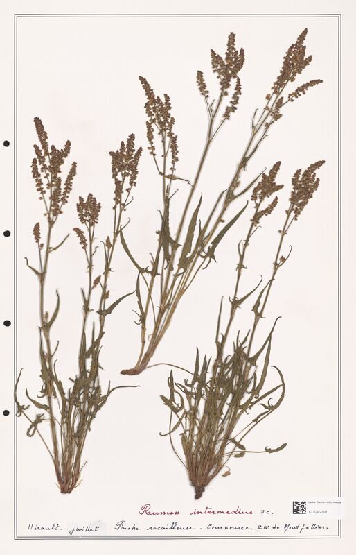 Rumex intermedius  (Polygonaceae)