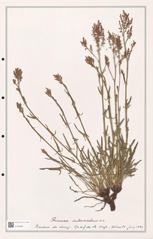 Rumex intermedius  (Polygonaceae)