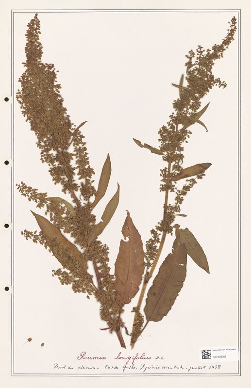 Rumex longifolius  (Polygonaceae)