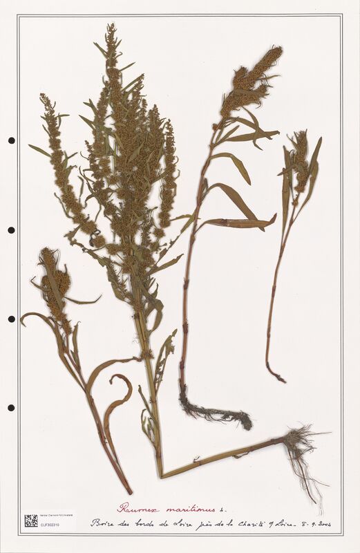 Rumex maritimus  (Polygonaceae)