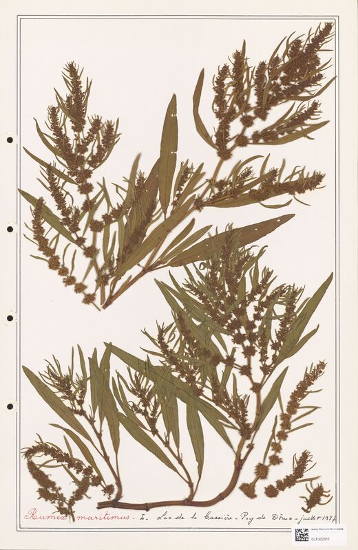 Rumex maritimus  (Polygonaceae)