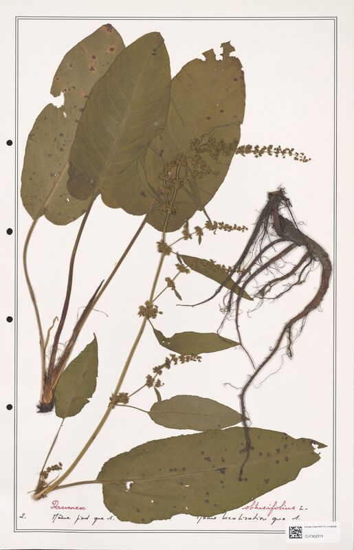 Rumex obtusifolius  (Polygonaceae)
