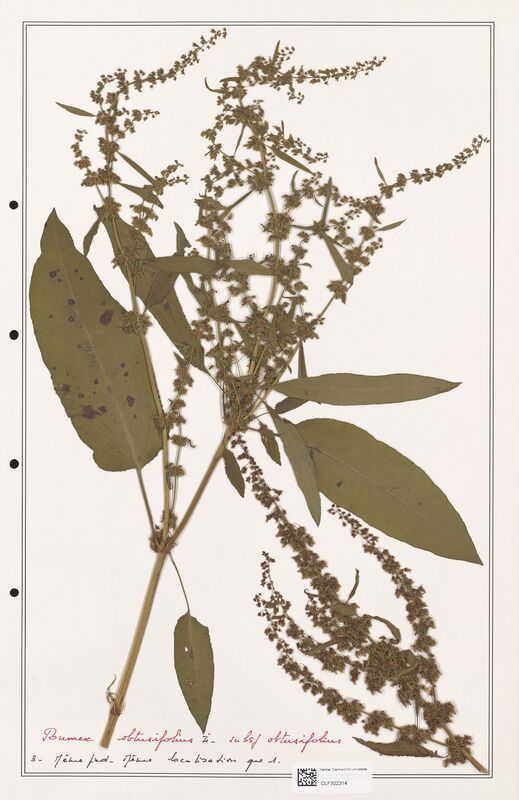 Rumex obtusifolius  (Polygonaceae)