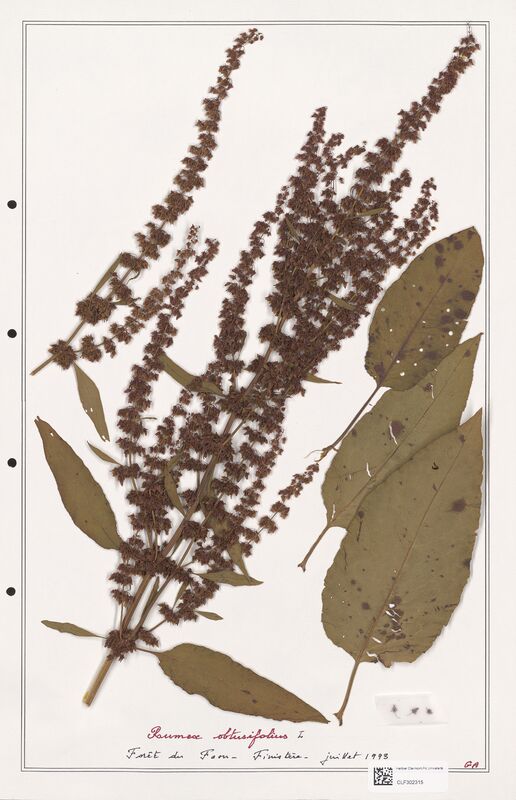 Rumex obtusifolius  (Polygonaceae)