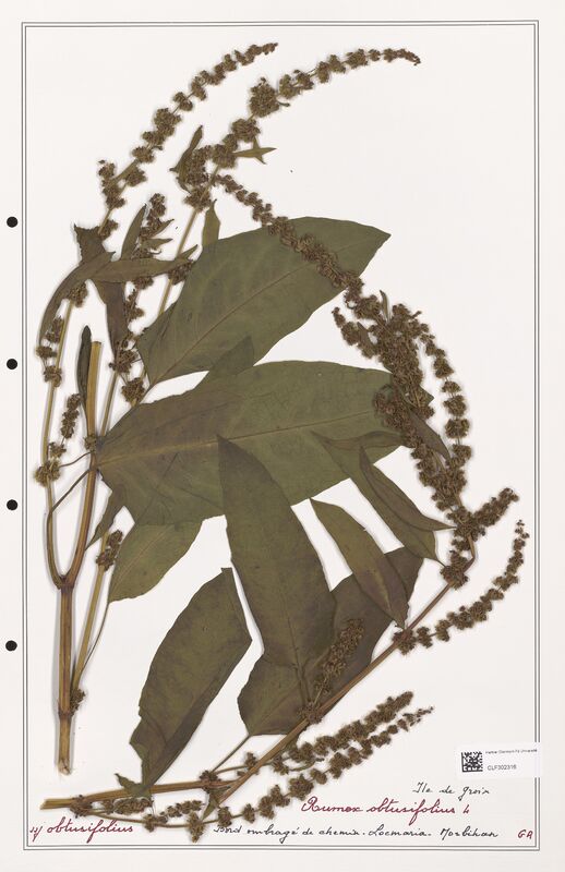 Rumex obtusifolius  (Polygonaceae)