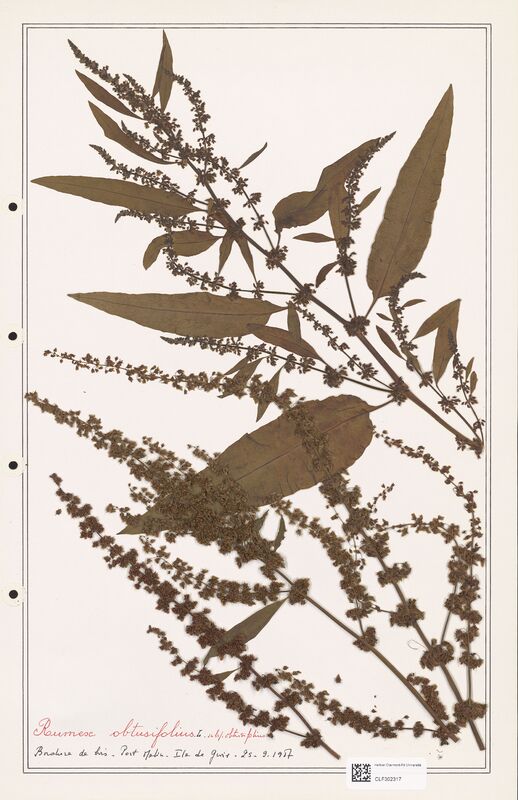 Rumex obtusifolius  (Polygonaceae)