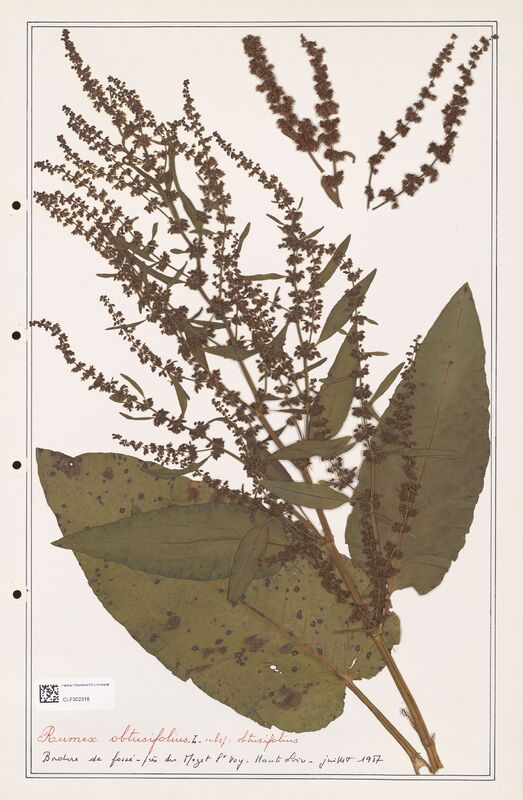 Rumex obtusifolius  (Polygonaceae)