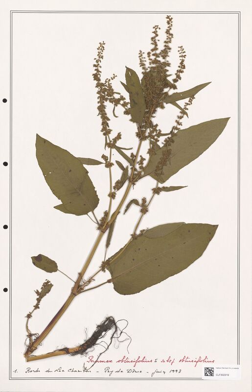 Rumex obtusifolius  (Polygonaceae)