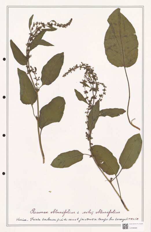 Rumex obtusifolius  (Polygonaceae)