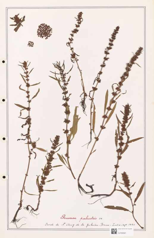 Rumex palustris  (Polygonaceae)
