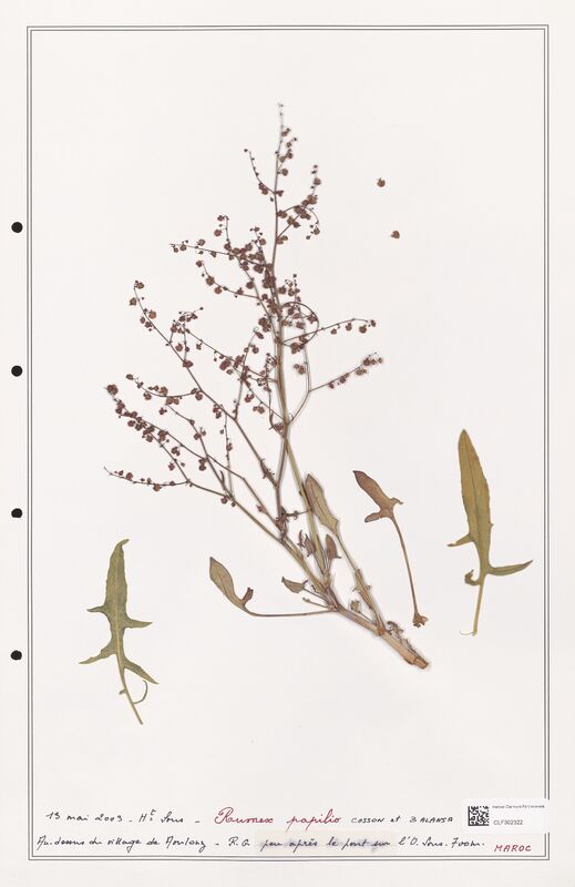 Rumex papilio  (Polygonaceae)
