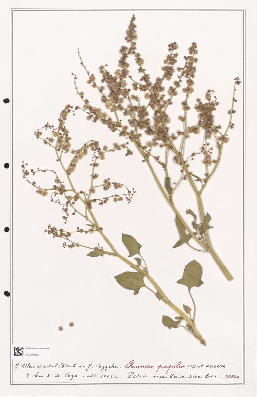 Rumex papilio  (Polygonaceae)