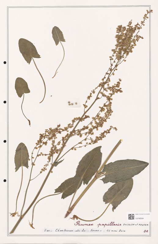 Rumex papillaris  (Polygonaceae)