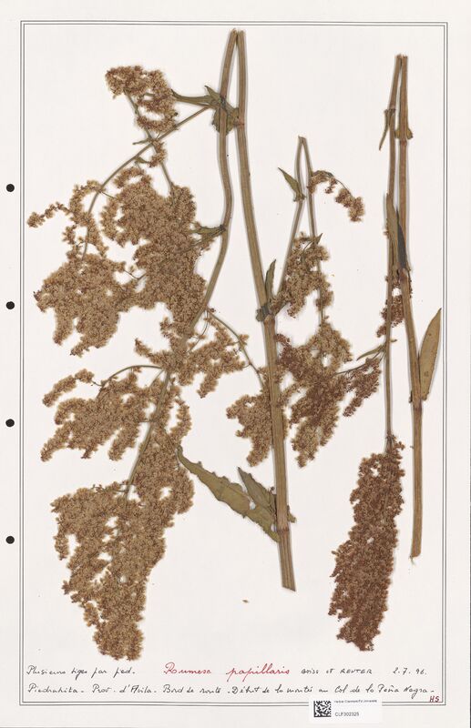 Rumex papillaris  (Polygonaceae)