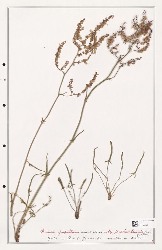 Rumex papillaris  (Polygonaceae)