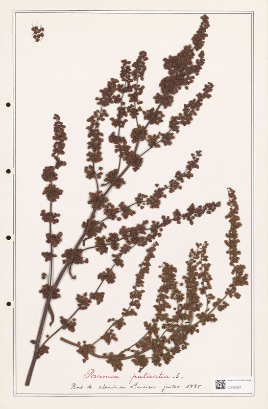 Rumex patientia  (Polygonaceae)