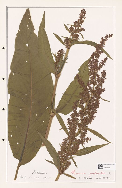 Rumex patientia  (Polygonaceae)