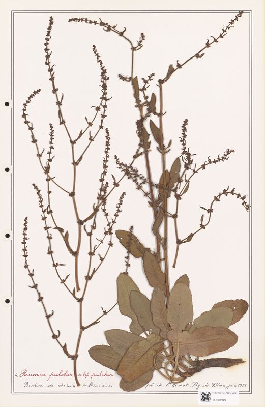 Rumex pulcher  (Polygonaceae)