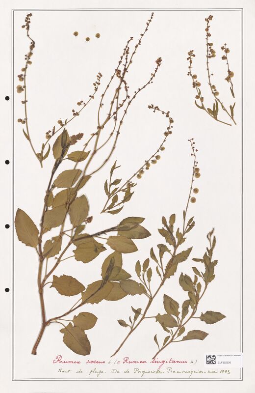 Rumex roseus  (Polygonaceae)