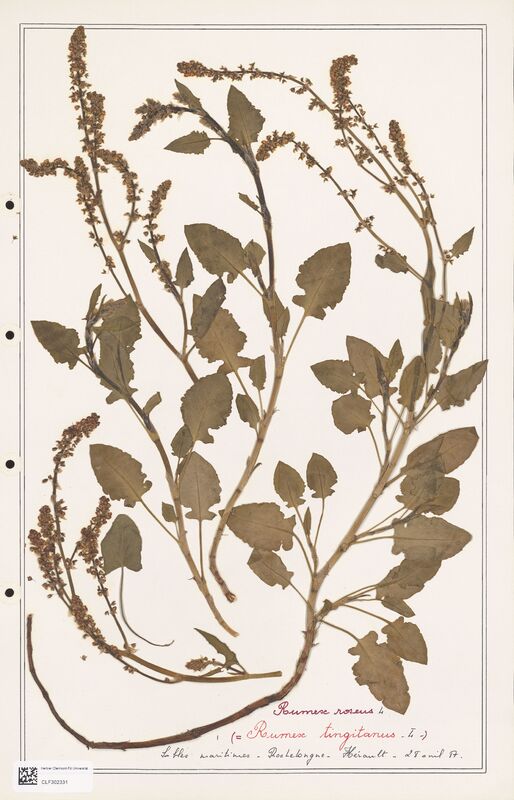 Rumex roseus  (Polygonaceae)