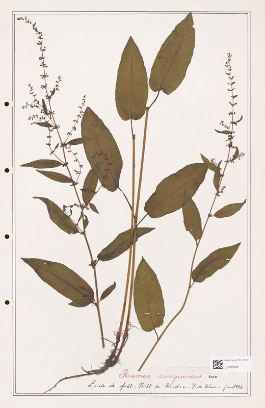 Rumex sanguineus  (Polygonaceae)