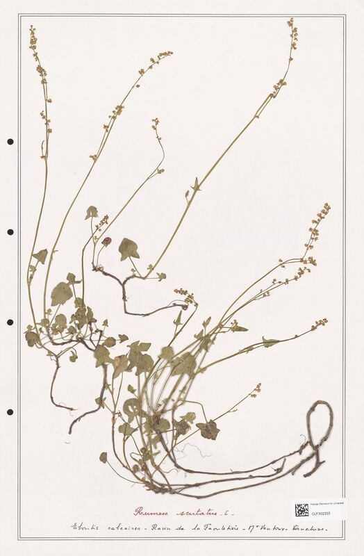 Rumex scutatus  (Polygonaceae)