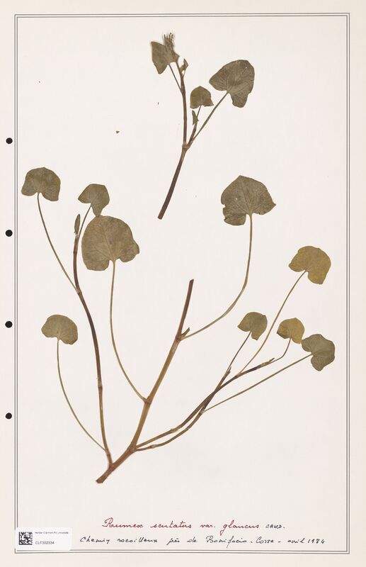 Rumex scutatus  (Polygonaceae)