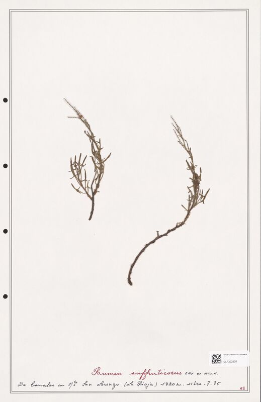 Rumex suffruticosus  (Polygonaceae)