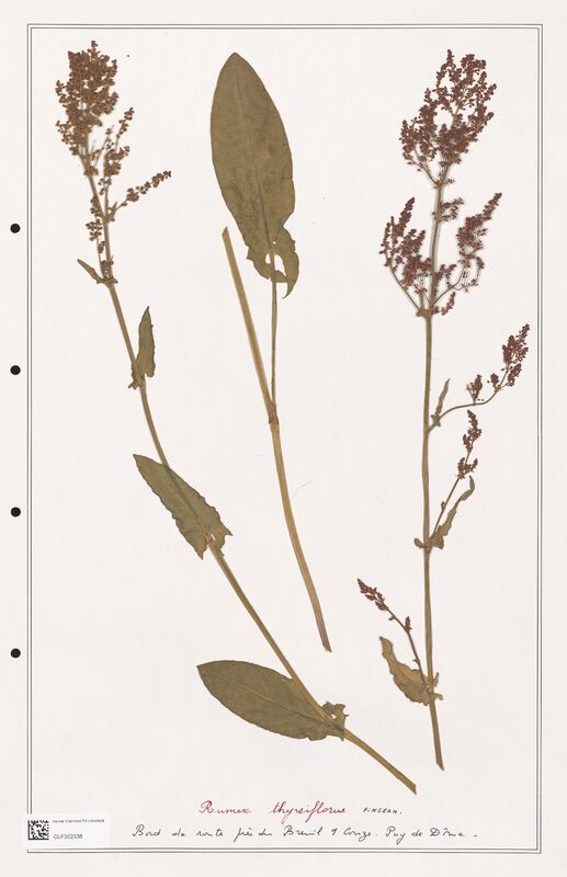 Rumex thyrsiflorus  (Polygonaceae)