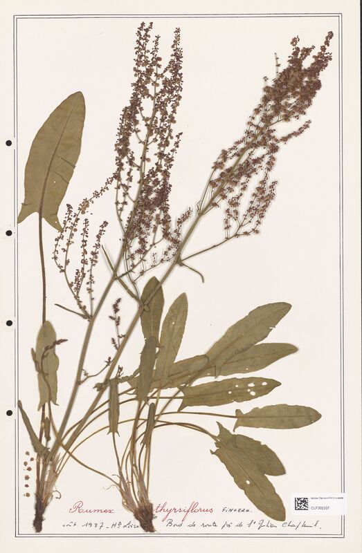 Rumex thyrsiflorus  (Polygonaceae)
