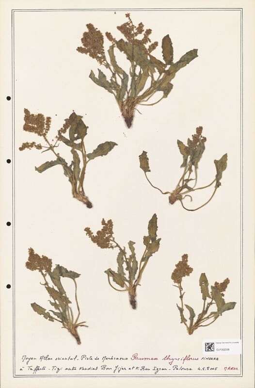 Rumex thyrsiflorus  (Polygonaceae)