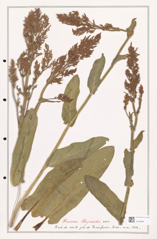 Rumex thyrsoides  (Polygonaceae)