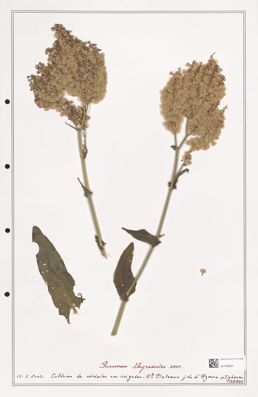 Rumex thyrsoides  (Polygonaceae)