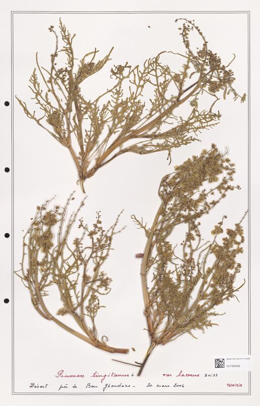 Rumex tingitanus  (Polygonaceae)