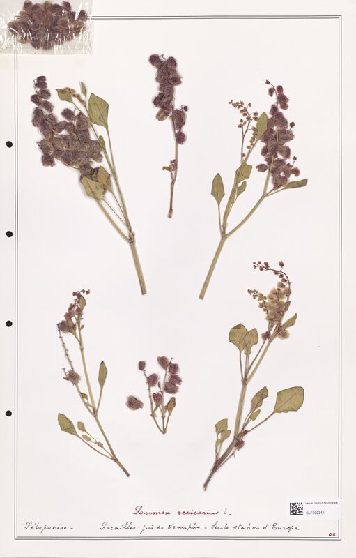 Rumex vesicarius  (Polygonaceae)