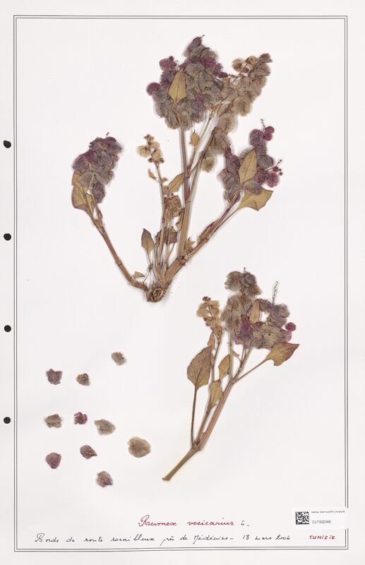 Rumex vesicarius  (Polygonaceae)