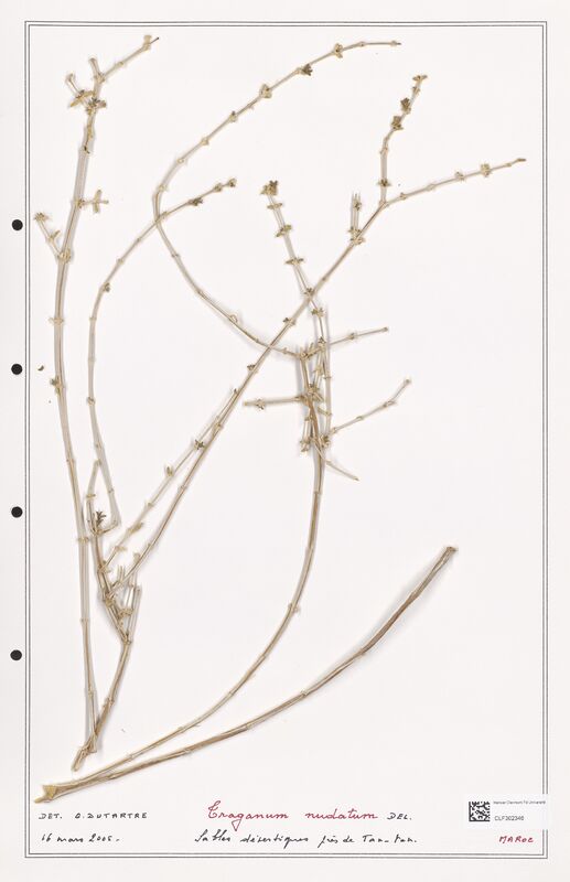 Traganum nudatum  (Polygonaceae)