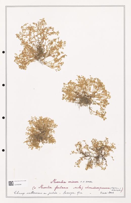 Montia minor  (Portulacacees)